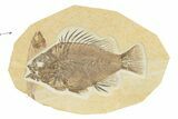 Fossil Fish (Priscacara) With Knightia - Wyoming #240367-1